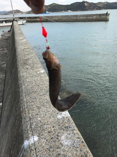 ギンポの釣果