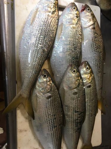 コノシロの釣果