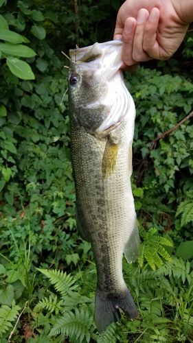 ブラックバスの釣果