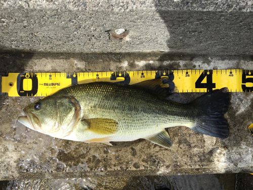 ブラックバスの釣果