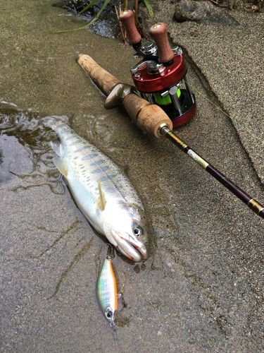 ヤマメの釣果