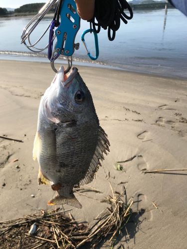 キチヌの釣果