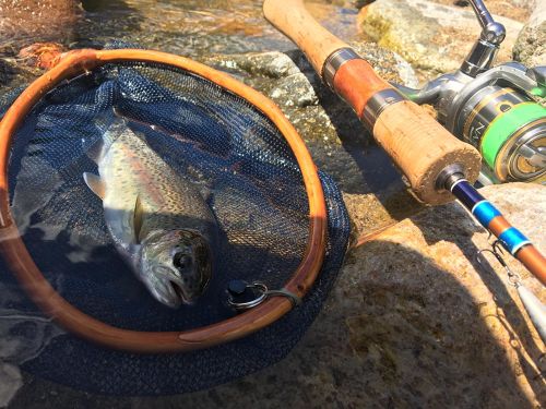 ニジマスの釣果