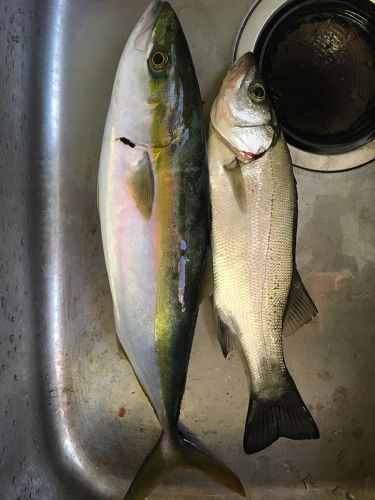 ツバスの釣果