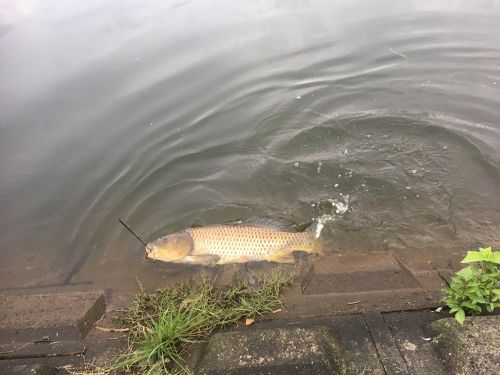 ニゴイの釣果