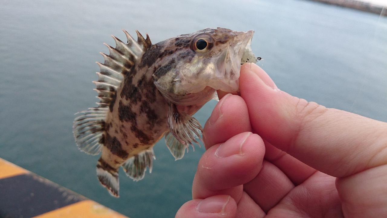 タケノコメバル