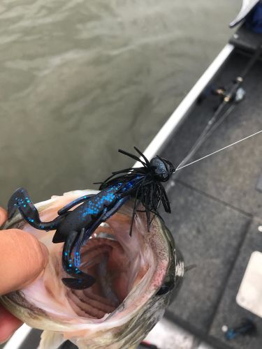 ブラックバスの釣果