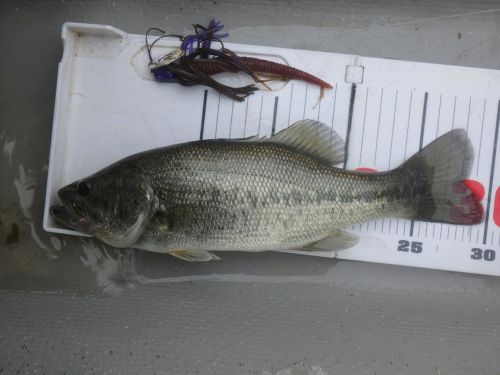 ブラックバスの釣果