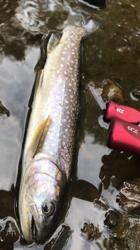 エゾイワナの釣果