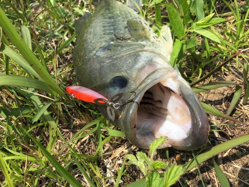 ブラックバスの釣果