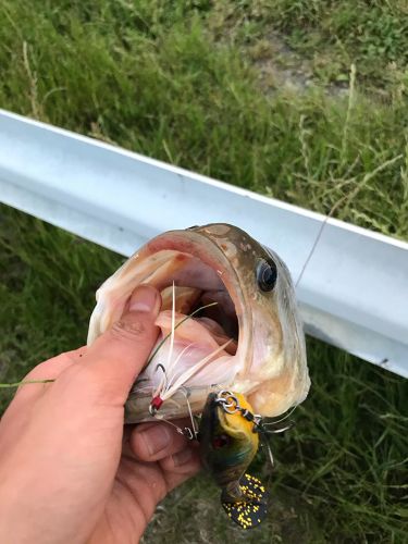 ブラックバスの釣果