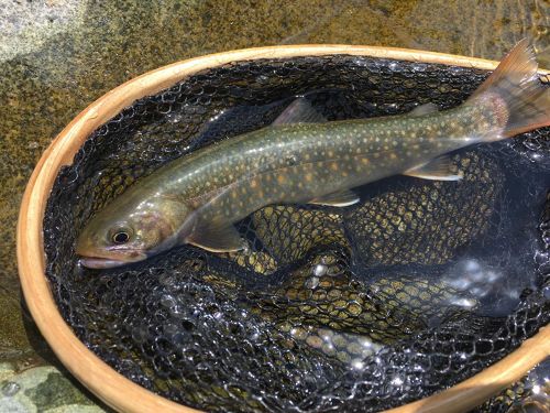 イワナの釣果