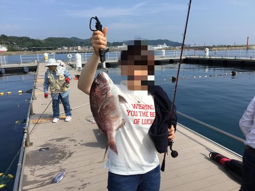 マダイの釣果