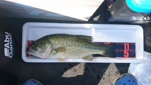 ブラックバスの釣果