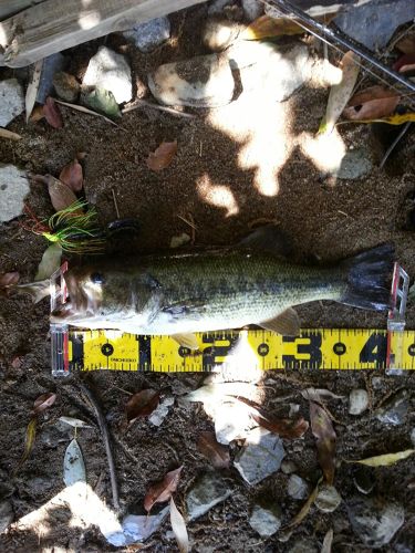 ブラックバスの釣果