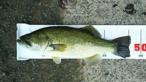 ブラックバスの釣果