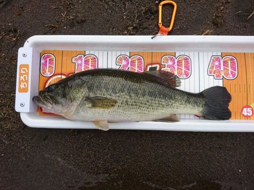 ラージマウスバスの釣果