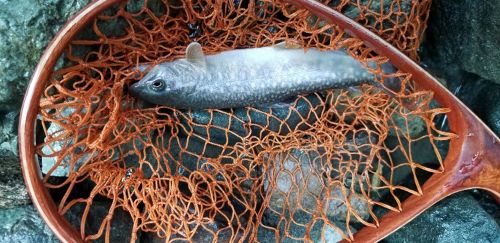 イワナの釣果