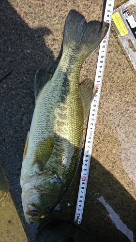 ブラックバスの釣果