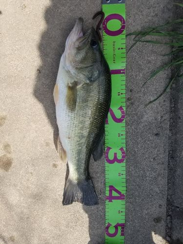 ブラックバスの釣果