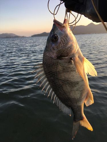 キビレの釣果