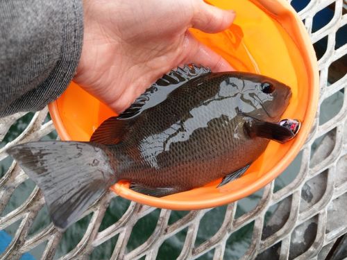 メジナの釣果