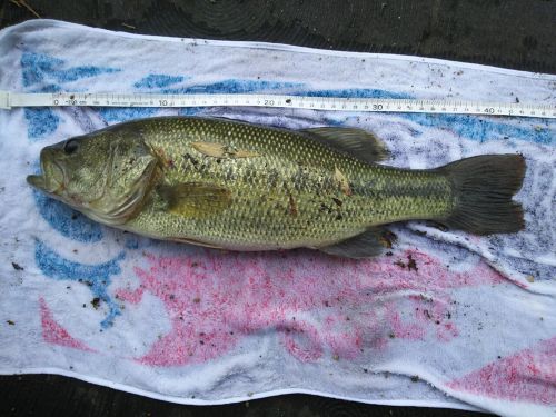 ブラックバスの釣果