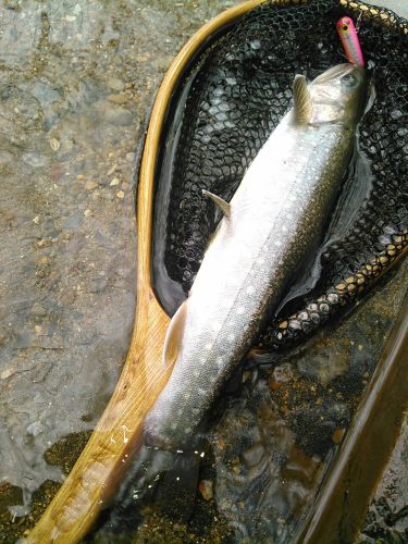 イワナの釣果