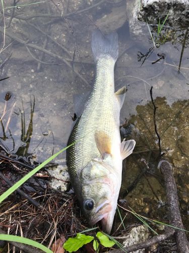 ブラックバスの釣果