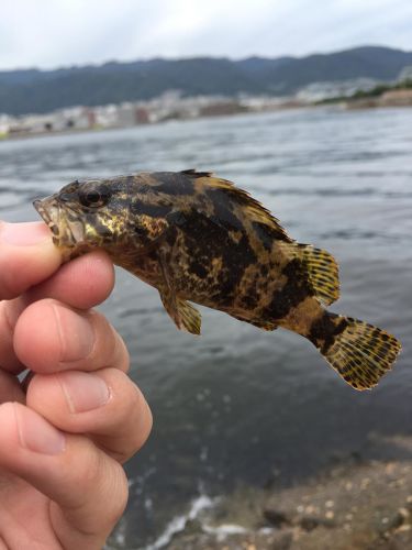 タケノコメバルの釣果