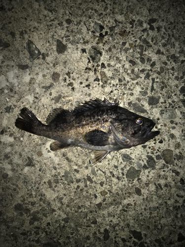 クロソイの釣果