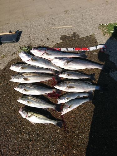 シーバスの釣果