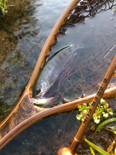 アマゴの釣果