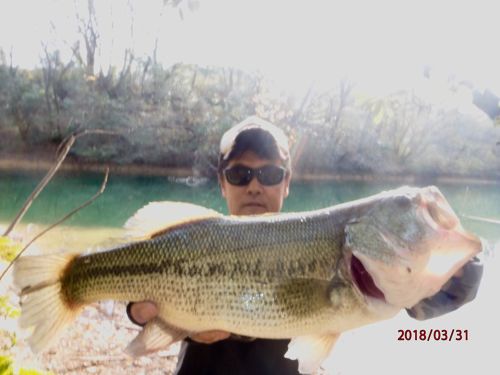 ブラックバスの釣果