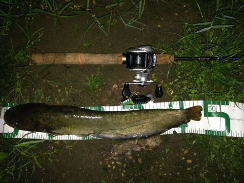 マナマズの釣果