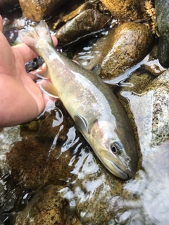 イワナの釣果