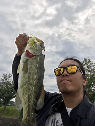 ブラックバスの釣果