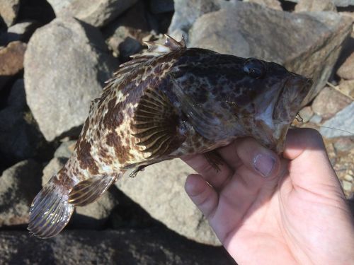 タケノコメバルの釣果