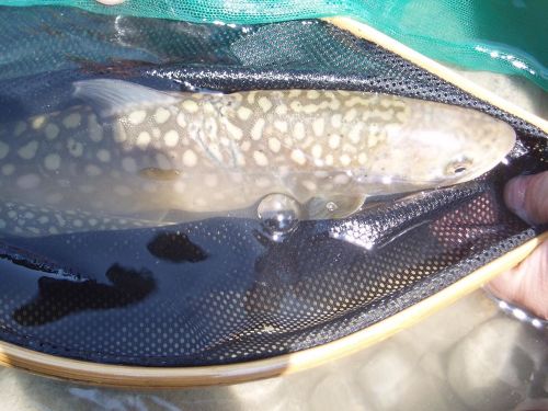 イワナの釣果