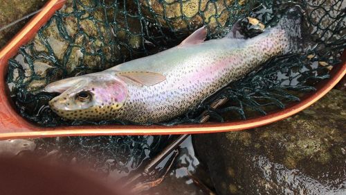 ニジマスの釣果