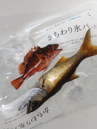 クロムツの釣果