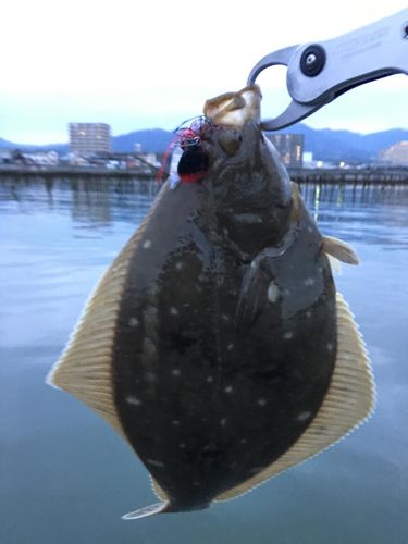 カレイの釣果