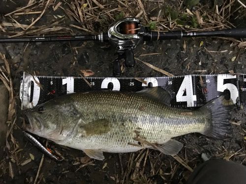 ブラックバスの釣果