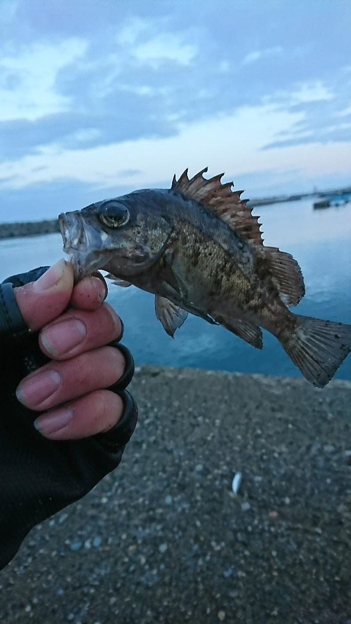 クロメバル