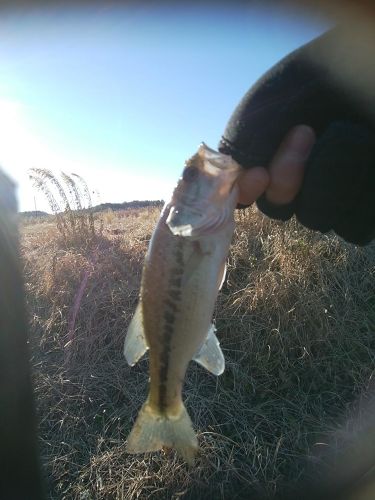 ラージマウスバスの釣果