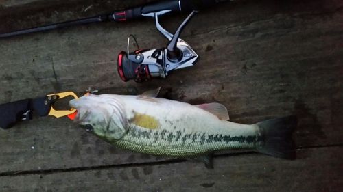 ブラックバスの釣果