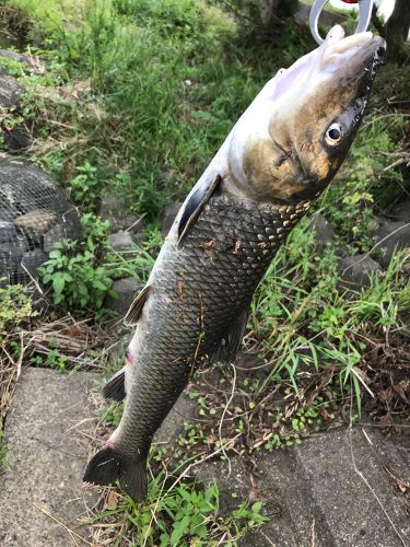 ニゴイの釣果