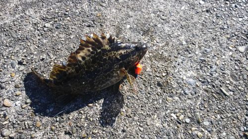 タケノコメバルの釣果