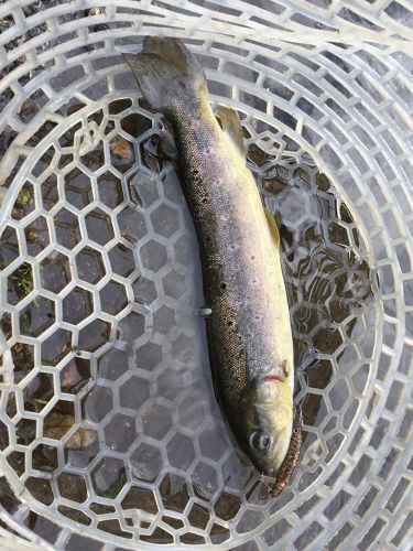 トラウトの釣果