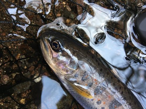 アマゴの釣果